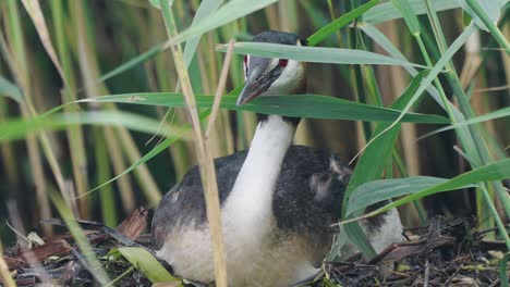 little bittern sitting amongst reeds looking around