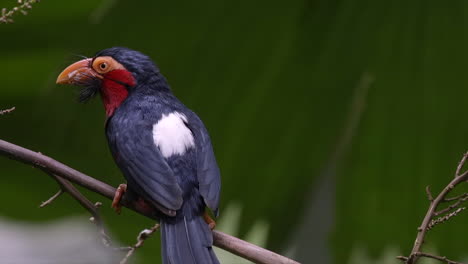 Bearded-barbet-perch-in-tree-branch