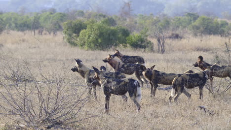 Perro-Salvaje-Africano-O-Manada-De-Perros-Pintados,-Mirando-Alerta-En-La-Distancia