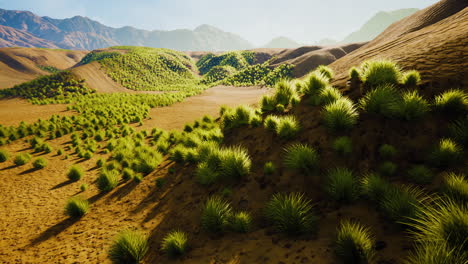 gobi desert landscape in mongolia