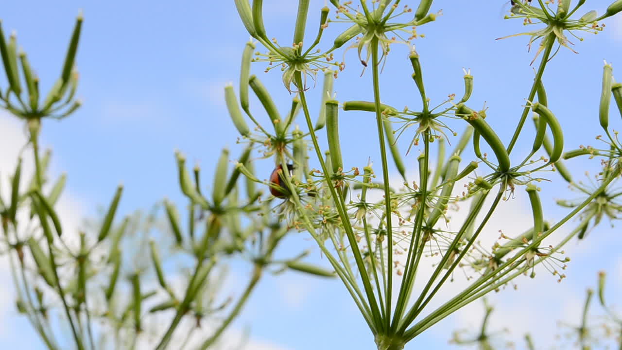 Coccinella su un fiore. Coccinella su un fiore e il cielo e le nuvole.
