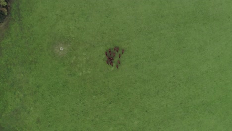 Top-down-aerial-tracking-forward-over-a-herd-of-brown-cows