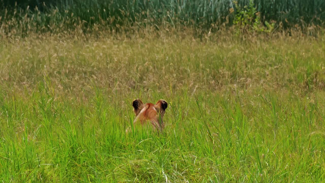 En ensom løvinne lå skjult i det tette krattet i Serengeti nasjonalpark, Afrika, på lur for sin neste jakt. Filmatisk naturscene som fanger rovdyrinstinkt, spenning og rå savanneoverlevelse.