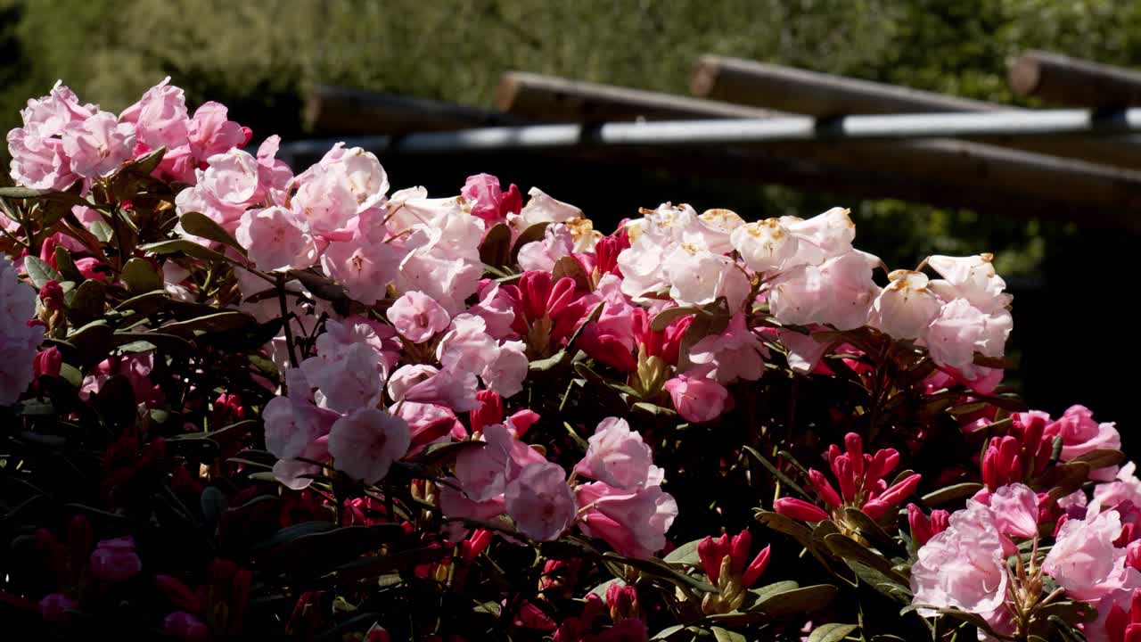 Strålende pink rhododendronbusk, der svajer blidt i brisen på en solrig dag.