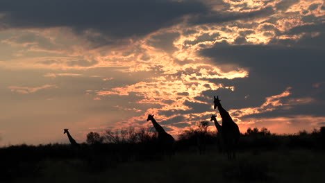 the black silhouette of giraffe walking together against an orange sky at night