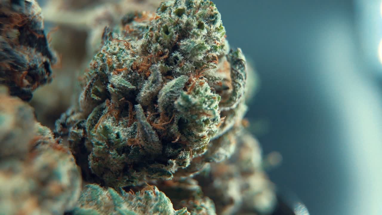 A close up macro cinematic detailed shot of a cannabis plant, hybrid orange strains, sativa ,marijuana flower, on a rotating stand, Full HD, super slow motion, 120 fps, studio lighting