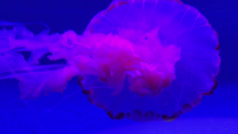 medusas rosas en el acuario