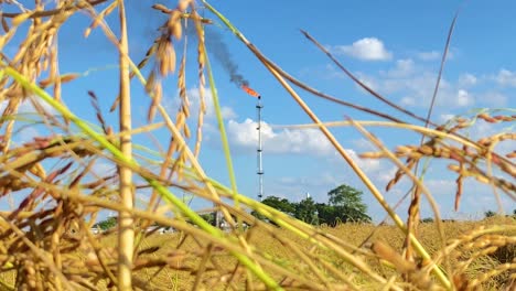 flame of burning gas behind field of rice crop growing, handheld view