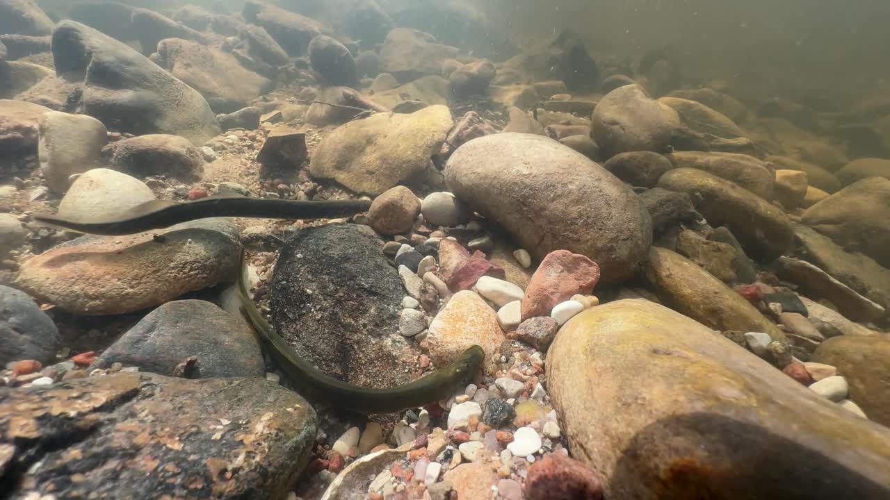 Brook lamprey (Lampetra planeri) overestimates its ability to remove rocks. Estonia.