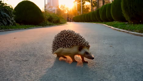 Hedgehog in a City Park at Sunset