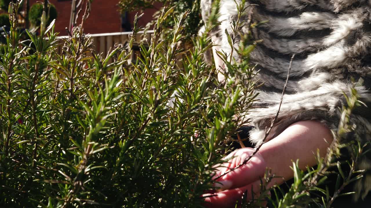 정원 에서 신선 한 로즈마리 허브 를 채취 하는 여자 의 손 4k 촬영 된 느린 동작 의 초상화