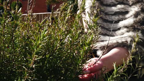 Woman-hands-picking-fresh-rosemary-herbs-from-garden-medium-4k-shot-slow-motion-portrait