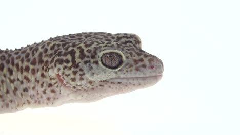 Leopard Gecko Head Close-up