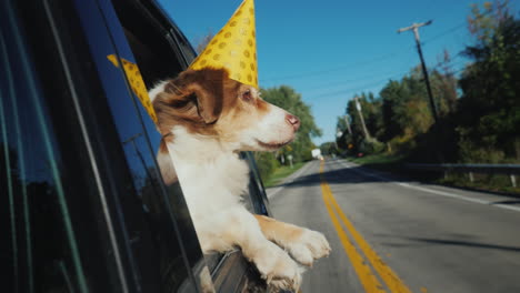 Lustiges-Hundeauto-Schaut-Aus-Dem-Fenster