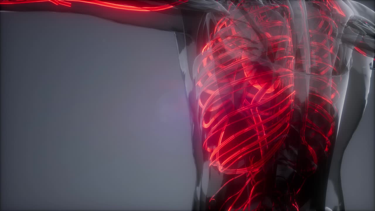 vasos sanguíneos del cuerpo humano