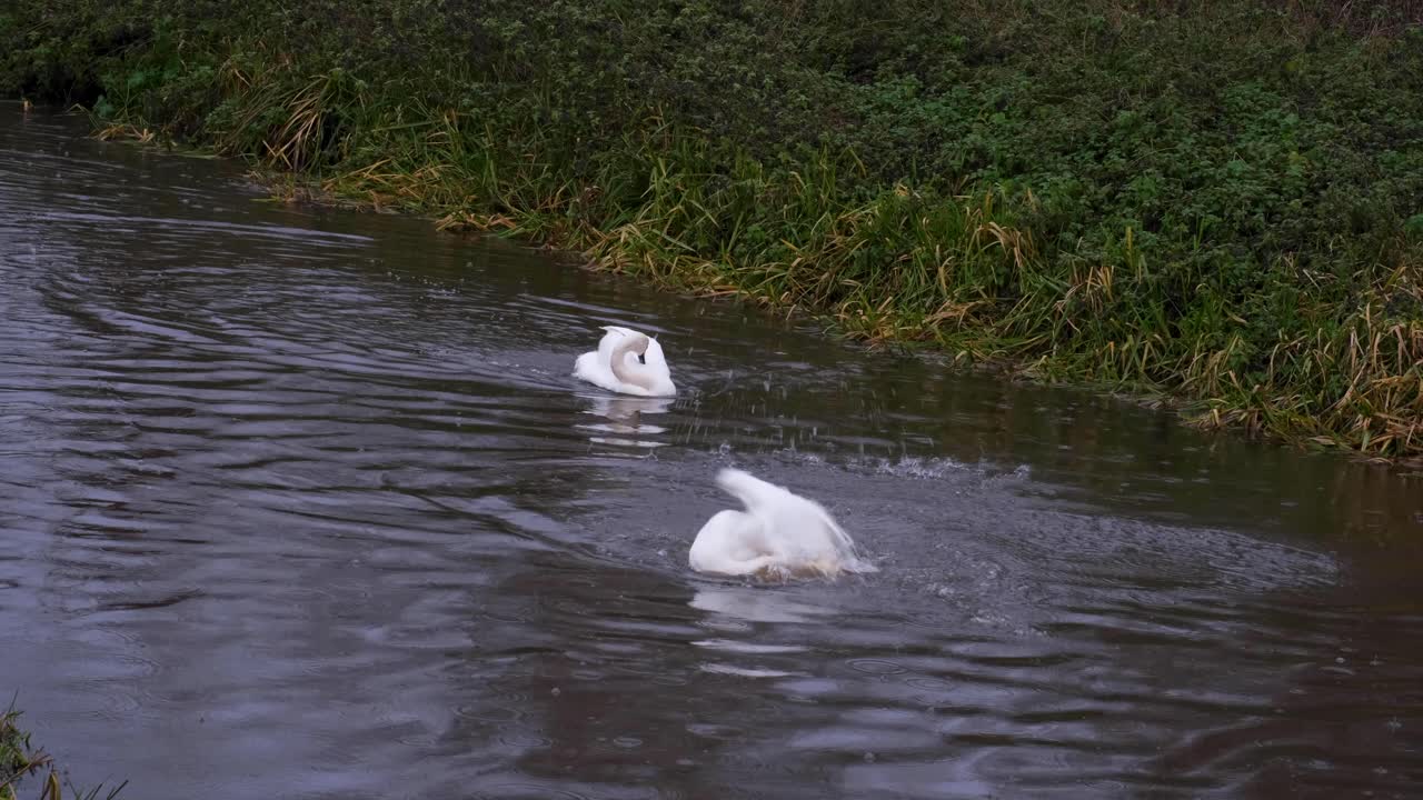 dos cisnes adultos nadando en el río y lavándose bajo la lluvia en el campo rural inglés de somerset, inglaterra