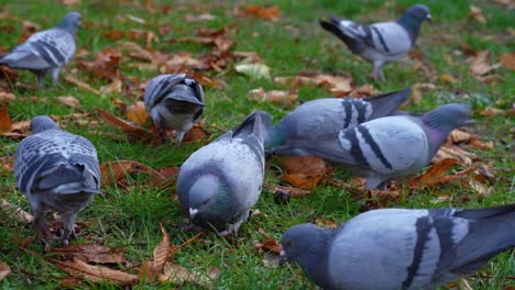 palomas comiendo migas de pan en un parque de la ciudad en un frío día de otoño
