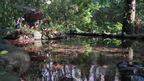 pequeño estanque escondido en un parque botánico