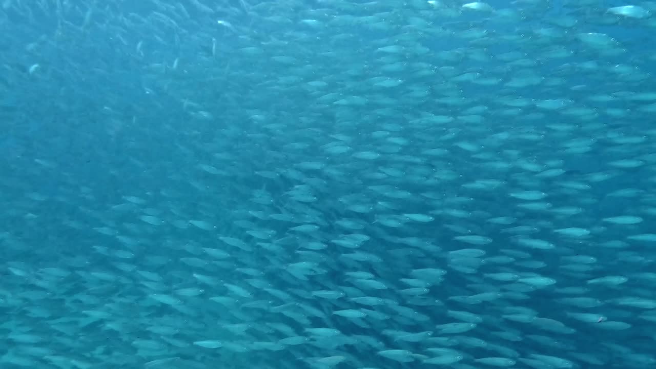 A Vast Number of Fish Elegantly Moving Through the Ocean's Depths - Underwater Shot