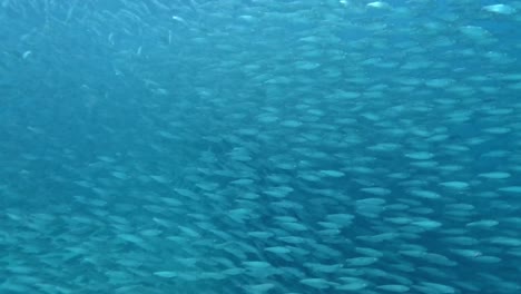 Una-Gran-Cantidad-De-Peces-Moviéndose-Elegantemente-A-Través-De-Las-Profundidades-Del-Océano---Toma-Submarina