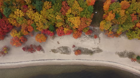 Vista-Aérea-De-Pájaro-Sobre-Los-árboles-Del-Bosque-Otoñal-Junto-A-La-Playa-En-El-Parque-Provincial-Killbear