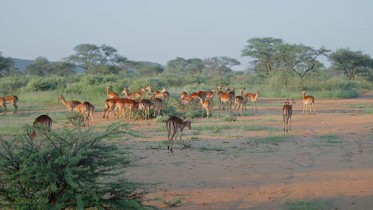 Impalas in the African Savanna