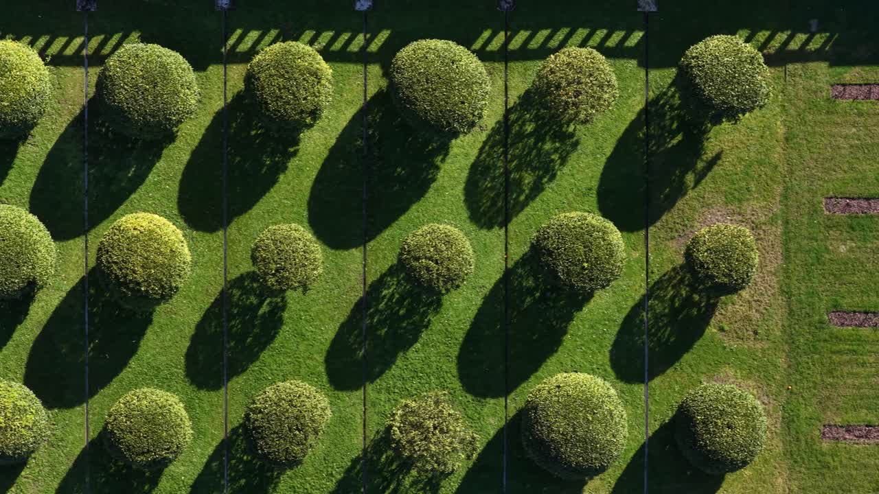 Ripresa con drone di una tecnica di potatura rotonda su piccoli arbusti al sole