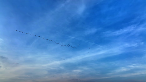 canadian geese migration