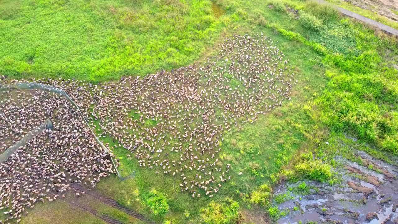 Vista aérea de una gran bandada de patos pastando en los campos de arroz verdes de Kuttanad, Kerala, India