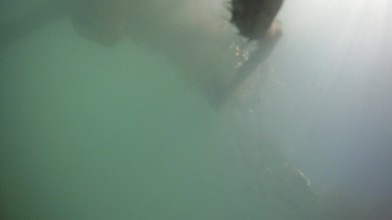 Cute Husky mix dog plays fetch with a stick on a beautiful summer day swimming in a lake located in Jasper Alberta Canada filmed in slow motion