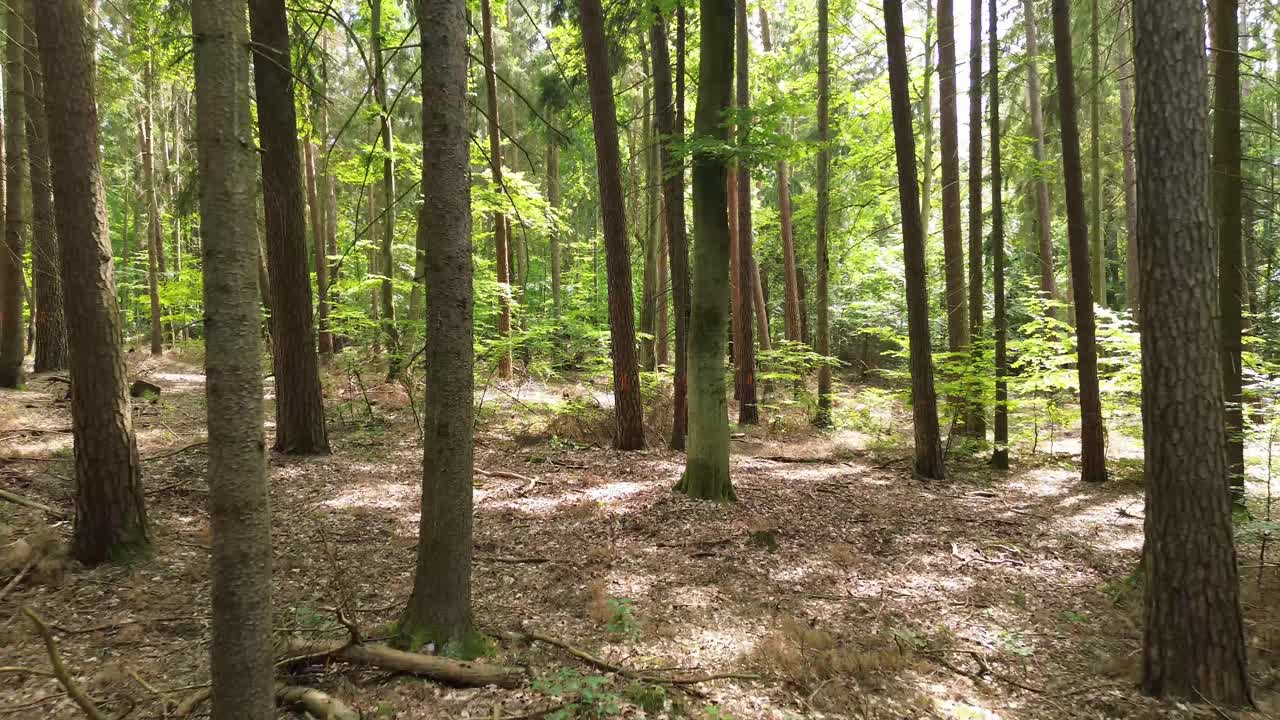 un avión no tripulado se desliza a través de la naturaleza europea, capturando la encantadora danza de las hojas en un bosque iluminado por el sol. un fascinante vuelo entre árboles majestuosos.