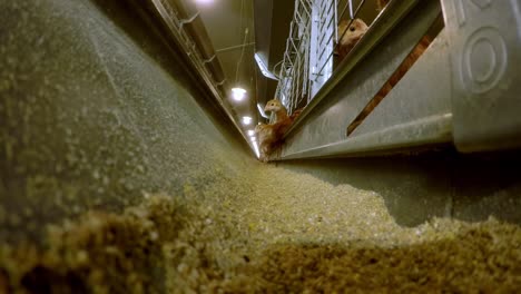 chicken farm poultry birds eating grains seeds broiler meat layer eggs production facility