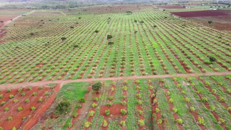 Tecnología-De-Agricultura-Inteligente:-Vista-Aérea-De-Drones-De-Una-Granja-De-Aguacate-En-Kenia