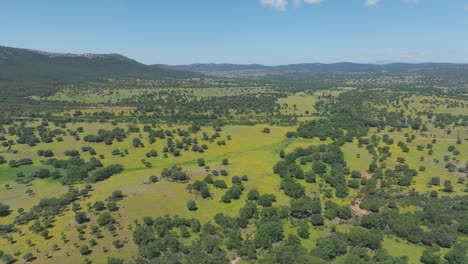 high drone shot sweeping over a valley of oaks, meadows and yellow flowers with paths for biking and hiking, surrounded by hills under a blue spring sky. peaceful, relaxing and scenic landscape.