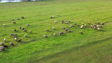 aerial drone shot flying over a flock of sheep. sheep eat grass in the pasture.