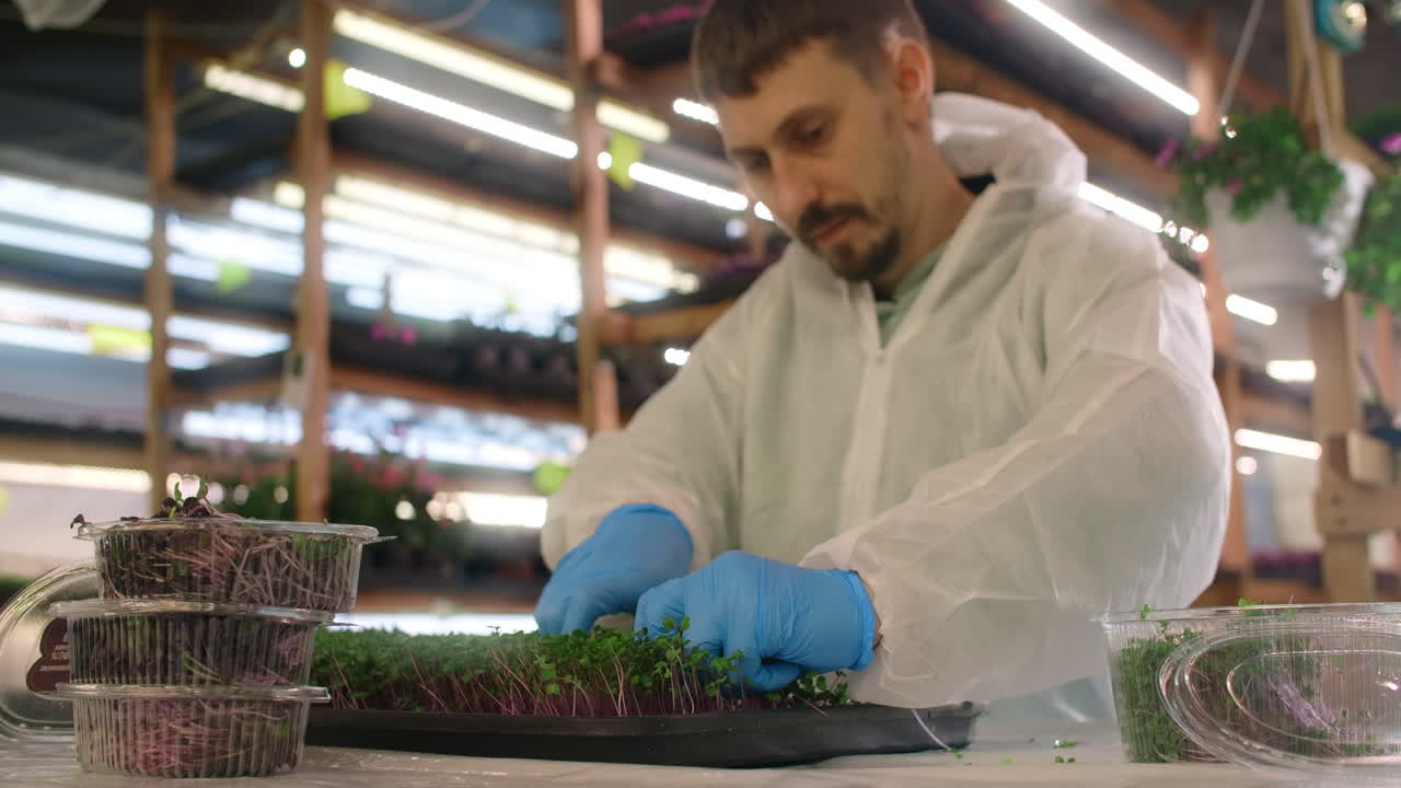 Microgreens Harvesting and Preparation