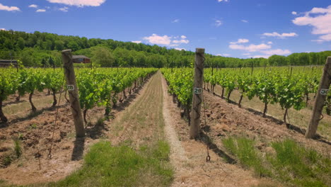 rows upon rows of vineyard grapes