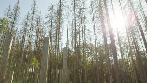 Dead-dry-spruce-forest-hit-by-bark-beetle-in-Czech-countryside-with-trunks-and-sun-glare