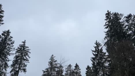 different trees in winter fir and deciduous trees in front of a covered sky