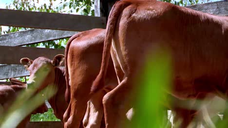 Cute-Young-Zebu-Calfs-Together-in-Pasture,-Low-Angle-Shot