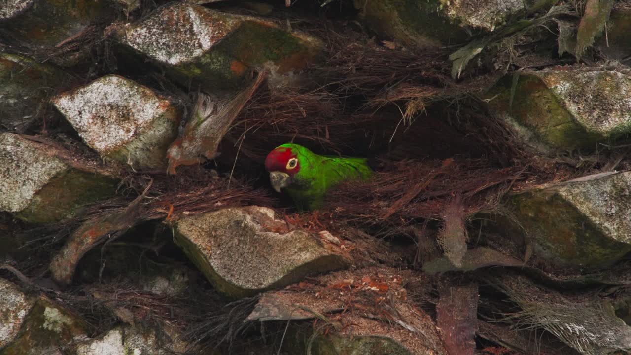 Red-headed parrot in its nest among palm tree leaves in Miraflores, Lima, Peru