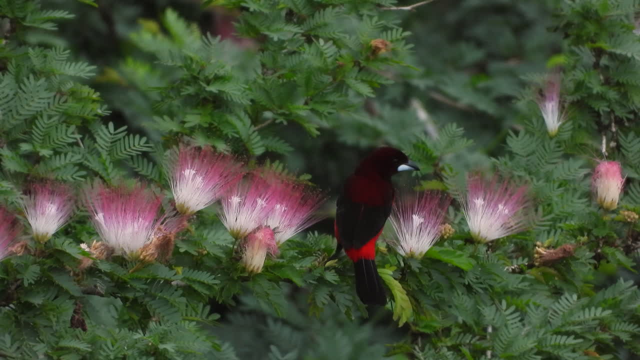 el macho de tangara con respaldo carmesí que se alimenta de hermosas flores rosadas para obtener néctar es dominado y reemplazado por una hembra de oropéndola