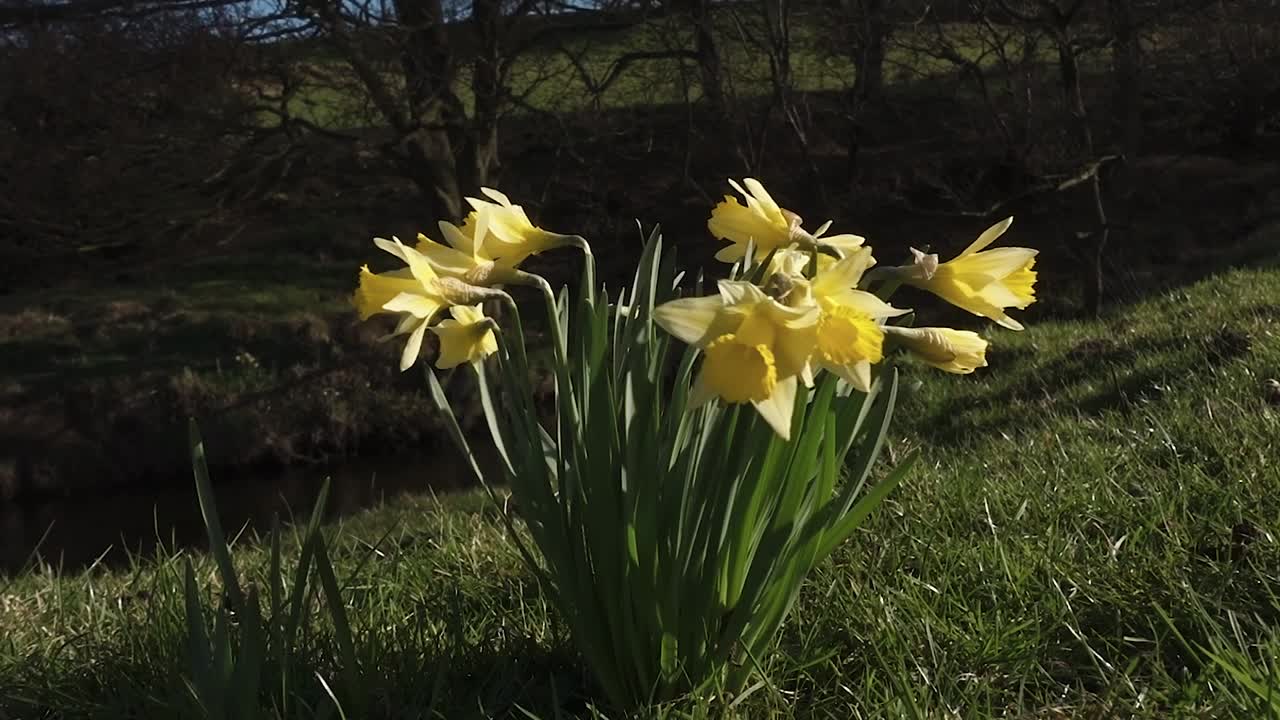 Wild daffodils dancing in the breeze on a sunny March day