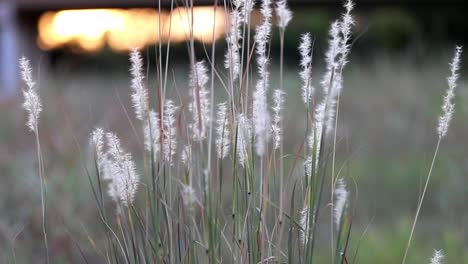 slowly pulling back from a tight bunch of wild grass tips blowing slightly in a breeze