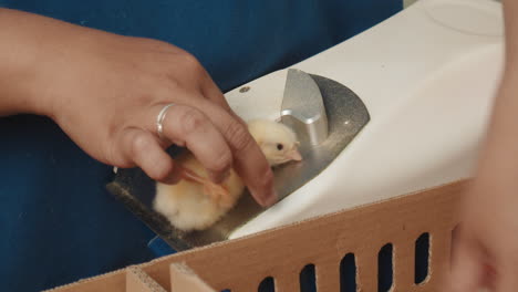 Newly-born-baby-chicks-getting-vaccinated-in-broiler-chicken-factory