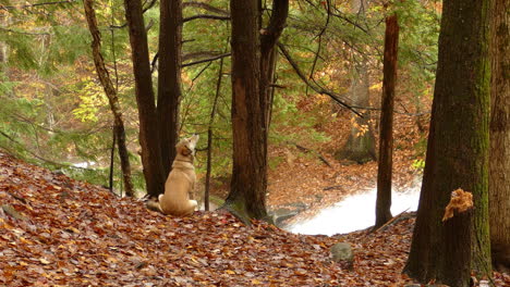 a dog, a labrador sits in a forest, next to a waterfall