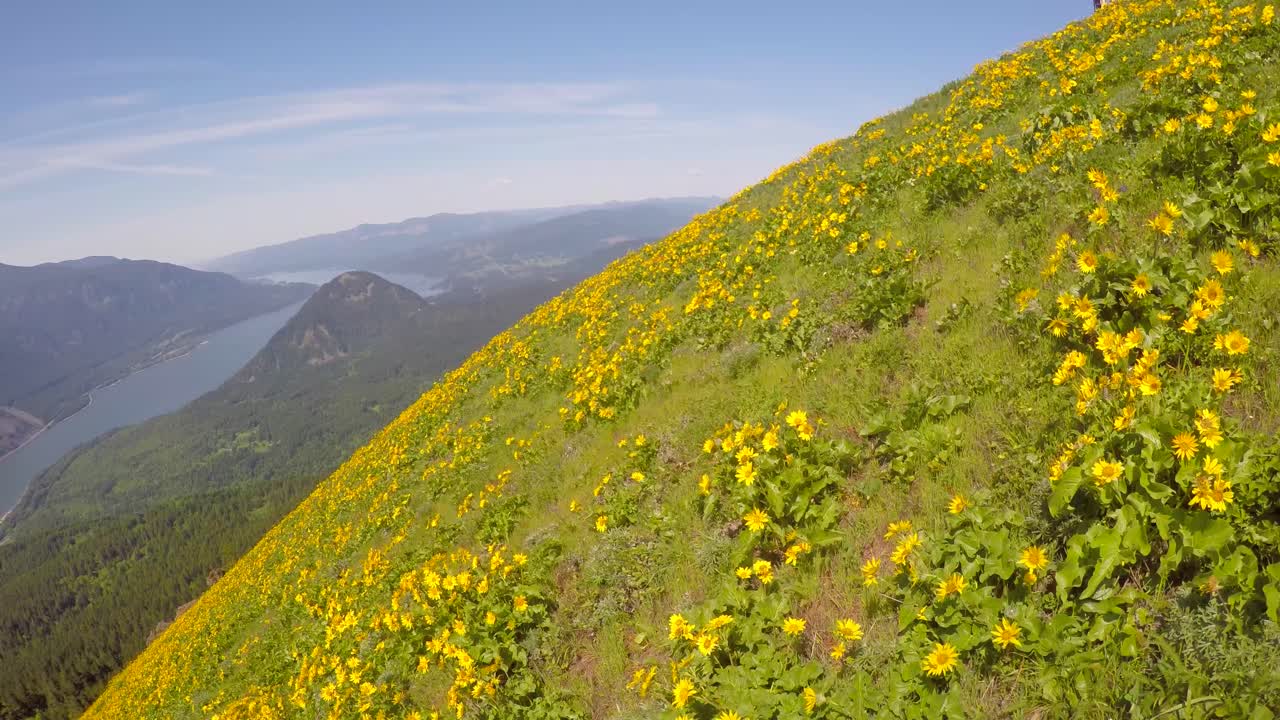 una hermosa vista aérea a lo largo de una ladera cubierta de flores en el noroeste pacífico con el río columbia distante