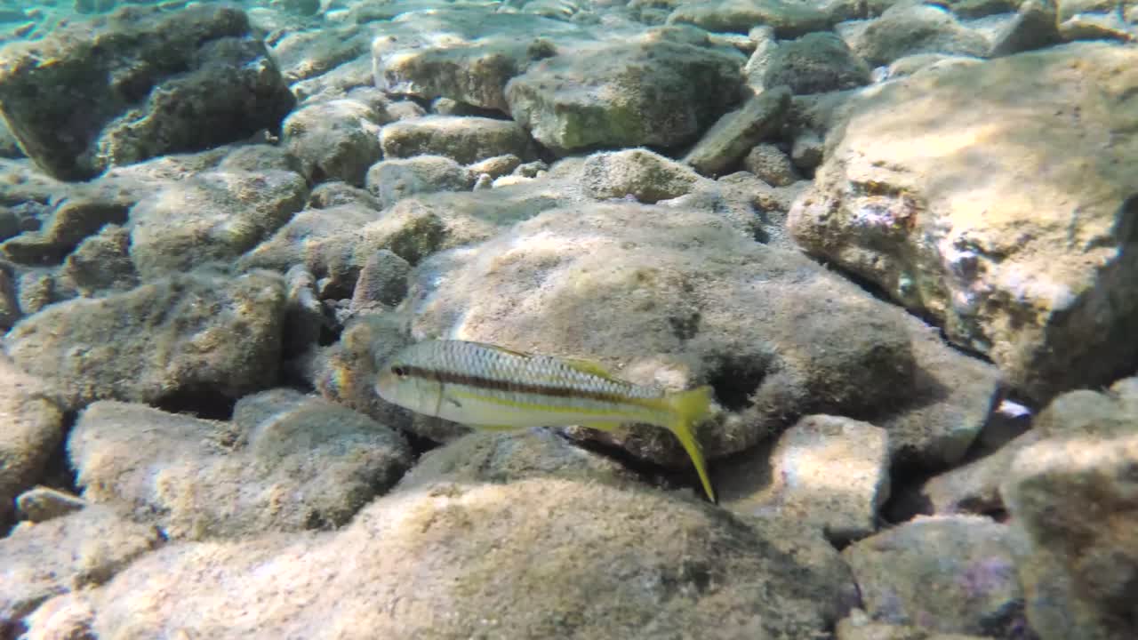 peces de colores nadando cerca de la cámara en aguas cristalinas en creta, grecia