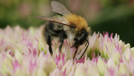 Bee-with-Proboscis-looking-for-nectar-on-stonecrop-flower-on-sunny-day-in-summer-in-park-garden