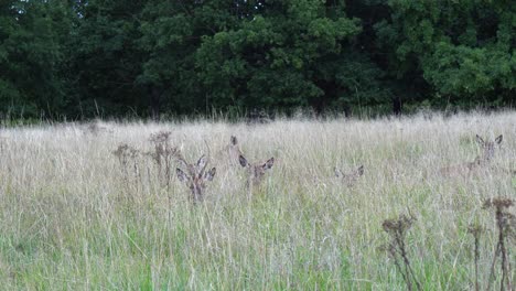 herd of red deer rest peacefully, hidden in tall dry meadow grass